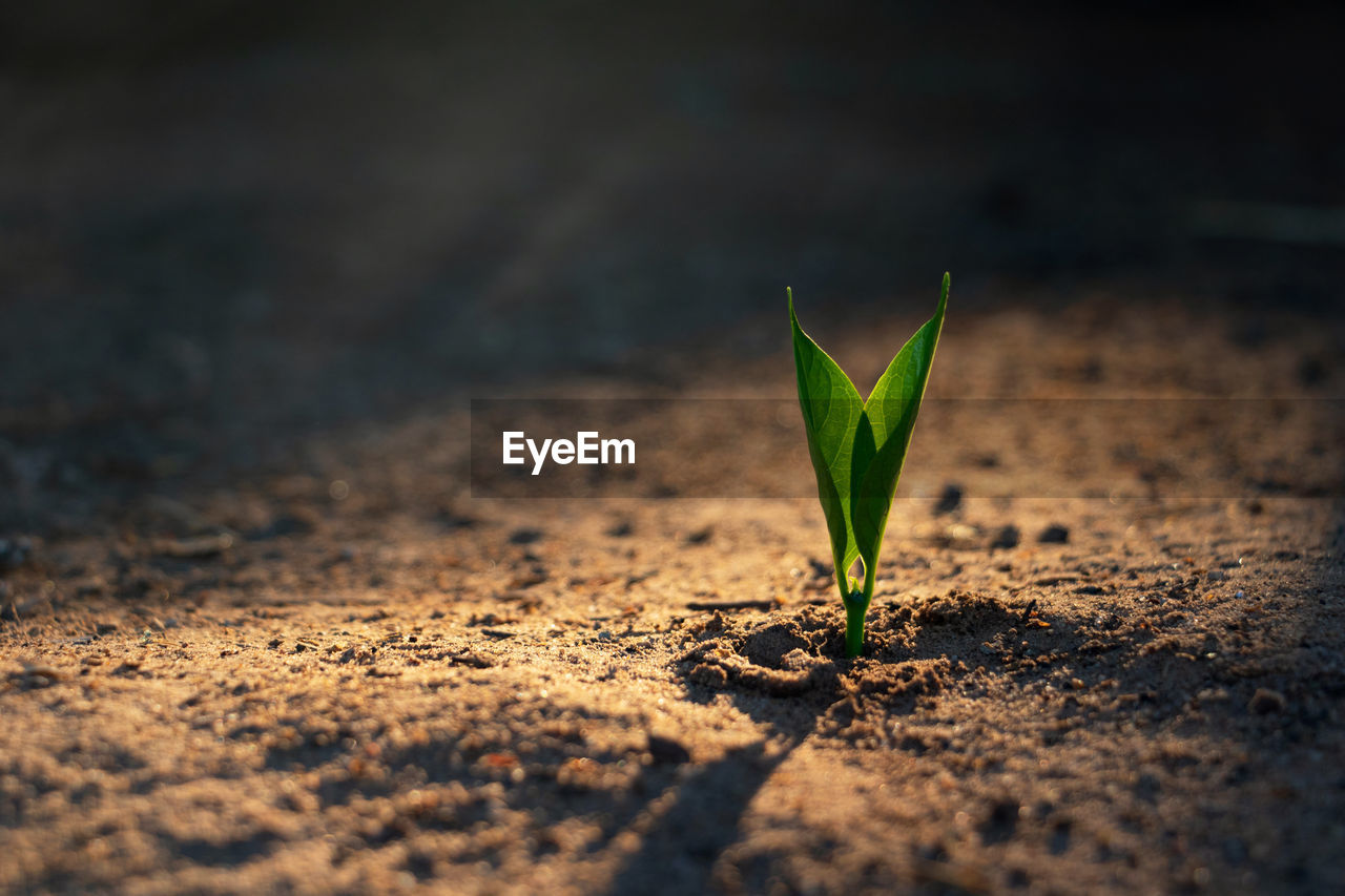 CLOSE-UP OF SMALL PLANT GROWING ON GROUND