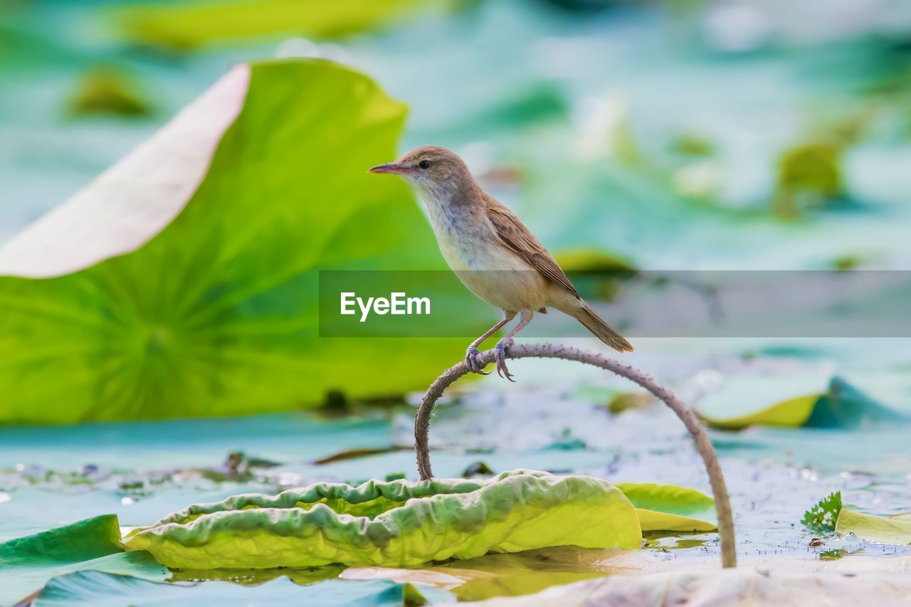 CLOSE-UP OF BIRD PERCHING ON A LEAF