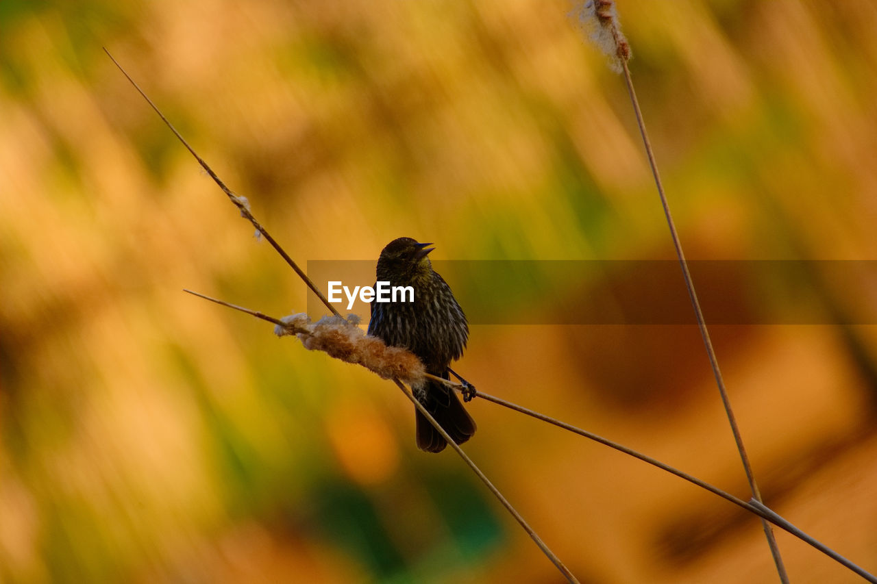 Silhouette of a bird