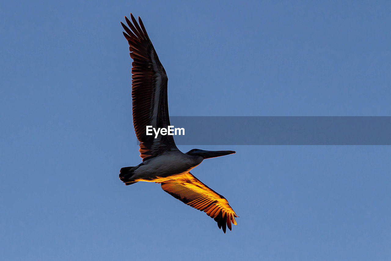 LOW ANGLE VIEW OF BIRD FLYING AGAINST BLUE SKY