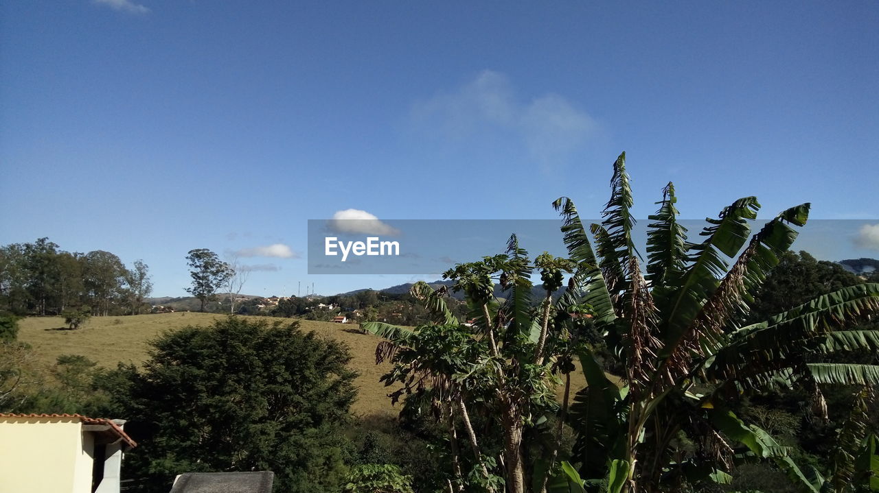 Plants on landscape against blue sky