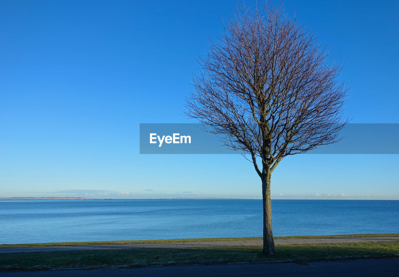 Tree by sea against clear blue sky