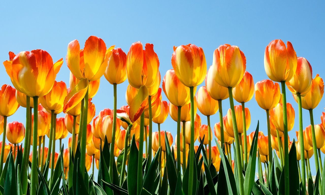 Close-up of yellow tulips on field against sky