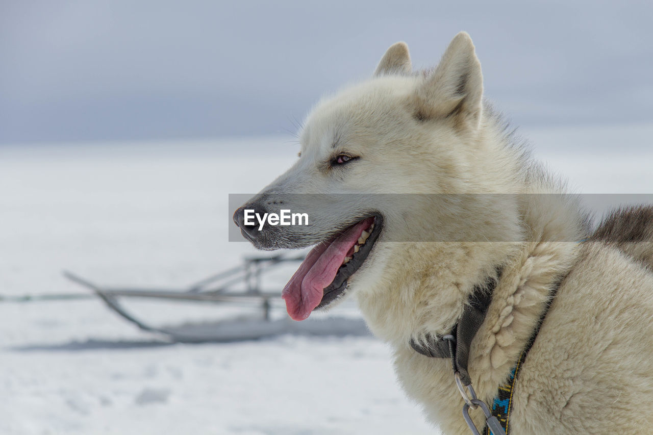 Close-up of husky on snowcapped field