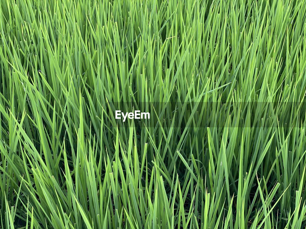 FULL FRAME SHOT OF FRESH GREEN FIELD