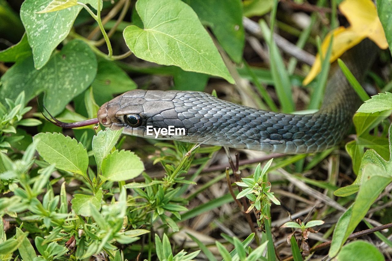 animal themes, animal, animal wildlife, one animal, reptile, wildlife, snake, nature, plant, plant part, leaf, wall lizard, green, no people, poisonous, environment, forest, animal body part, rainforest, land, sign, warning sign, tree, communication, outdoors, close-up, day, portrait