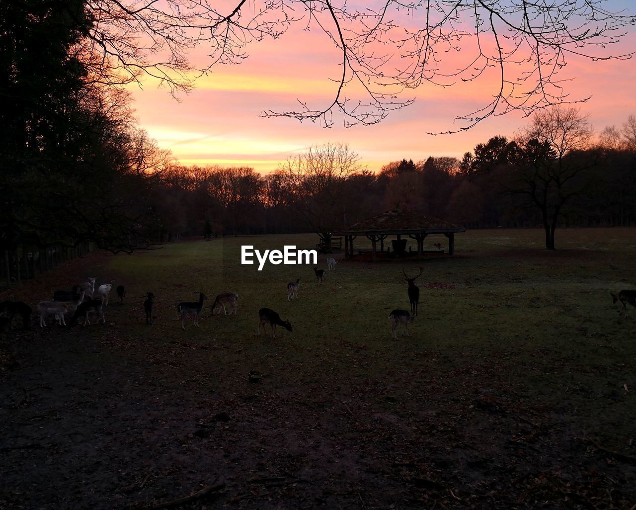 VIEW OF BIRDS ON FIELD AGAINST SKY