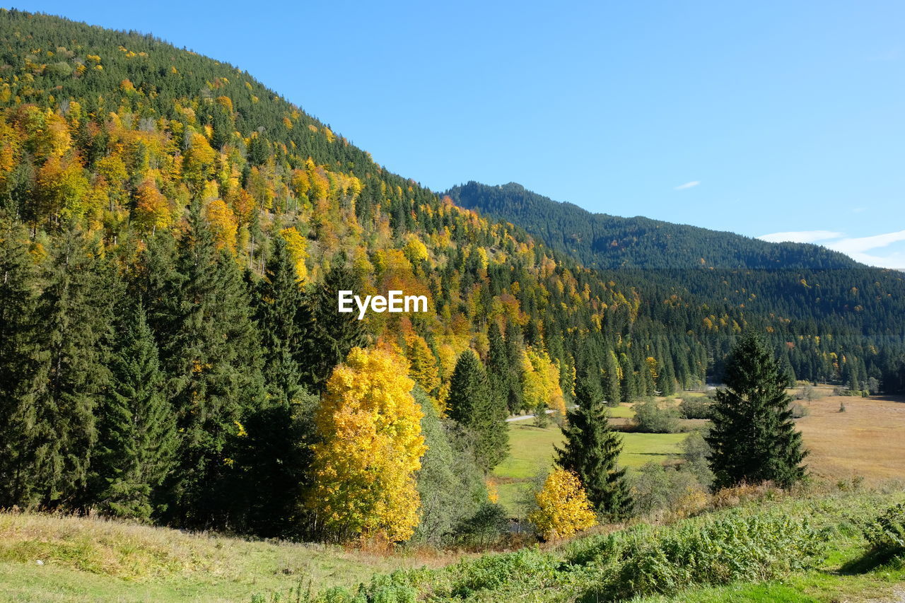 Scenic view of pine trees on field against sky