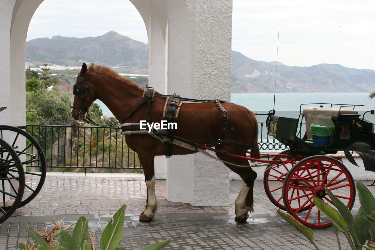 Horse standing on cart against sky