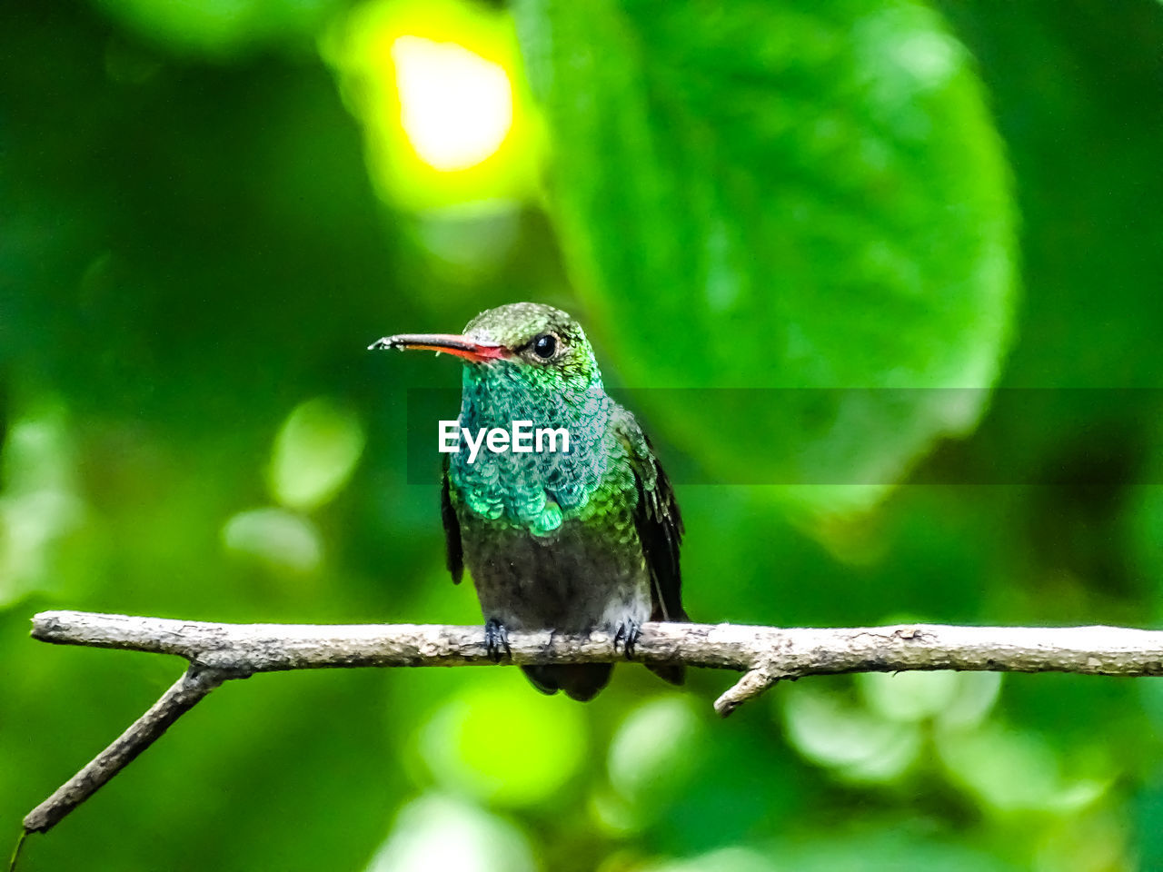 Close-up of hummingbird perching on branch