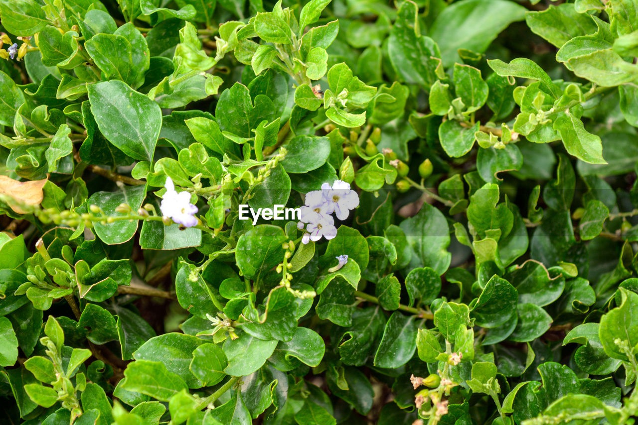 HIGH ANGLE VIEW OF WHITE FLOWERING PLANTS ON FIELD