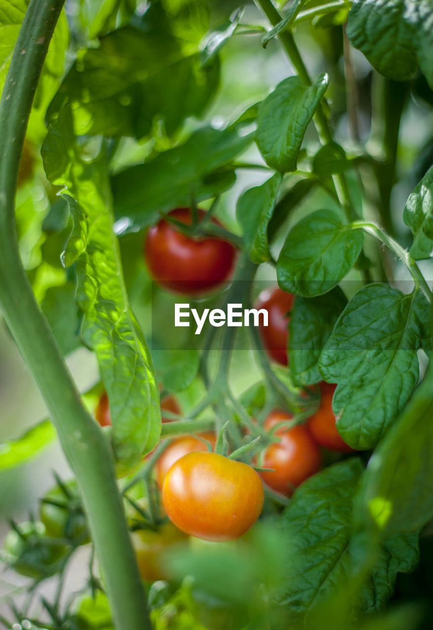 CLOSE-UP OF TOMATOES