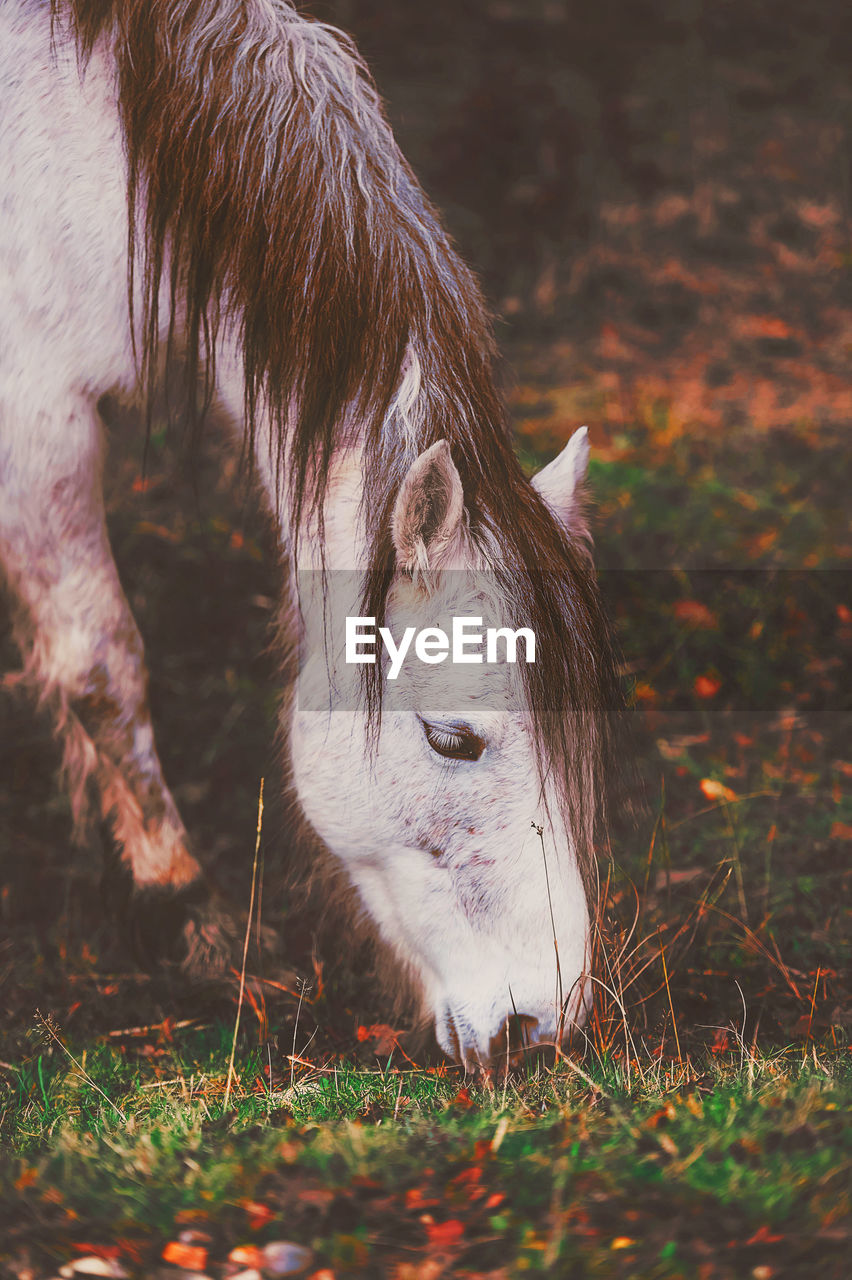 Close-up of horse grazing on field