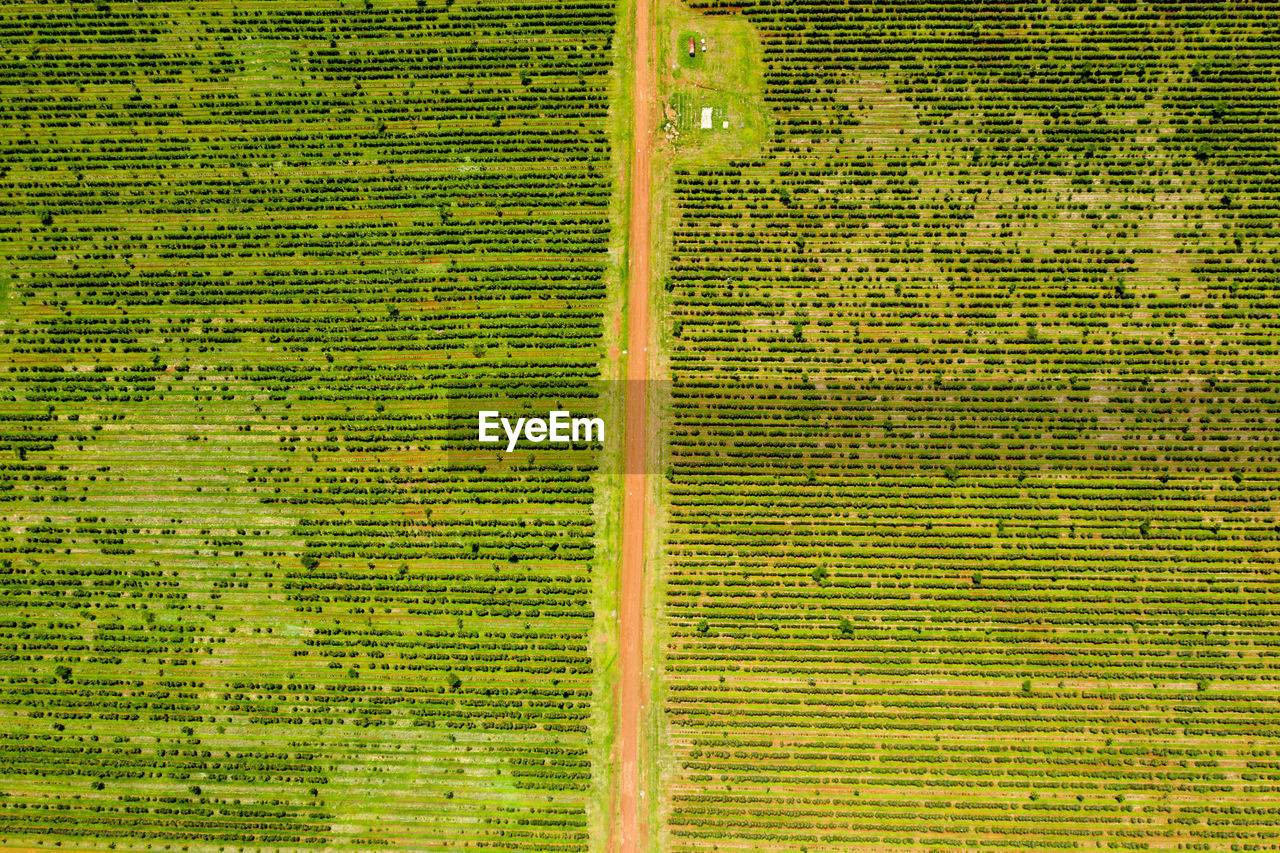 FULL FRAME SHOT OF RICE PADDY