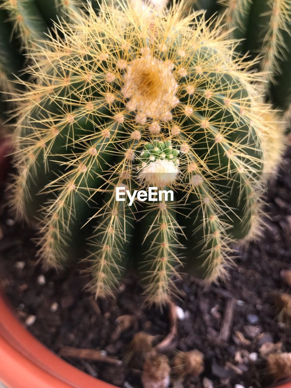 Close-up of succulent plant on vase