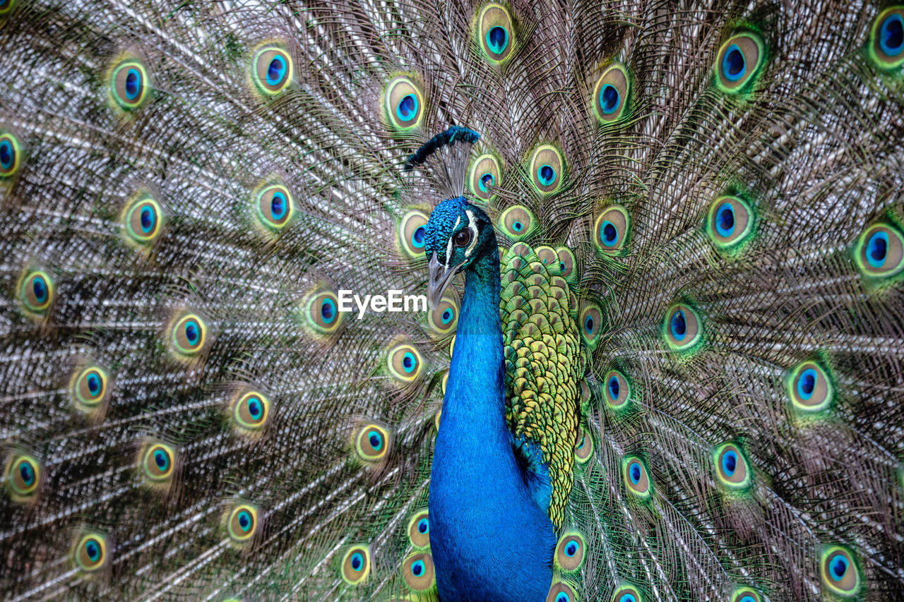 FULL FRAME SHOT OF PEACOCK FEATHERS