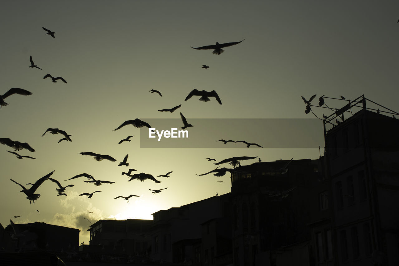 LOW ANGLE VIEW OF SILHOUETTE BIRDS FLYING IN SKY