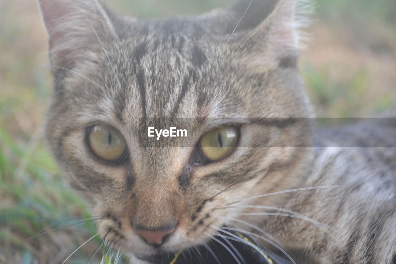 Close-up portrait of a cat