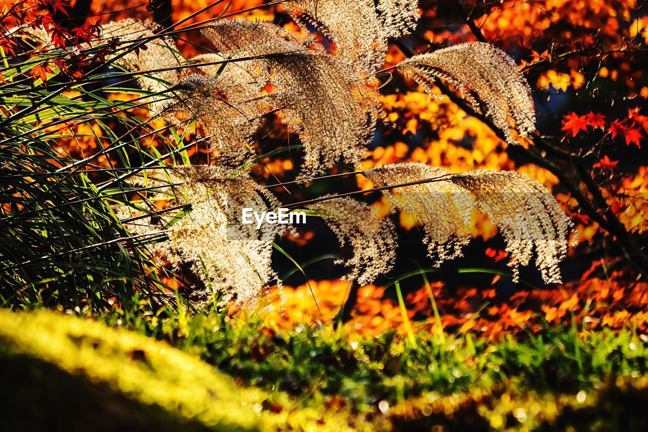 Tall grass at park during autumn