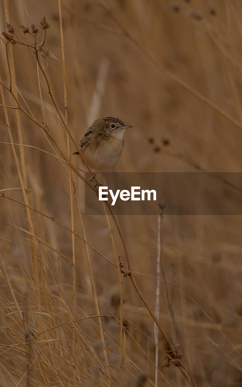 CLOSE-UP OF BIRD PERCHING ON PLANT