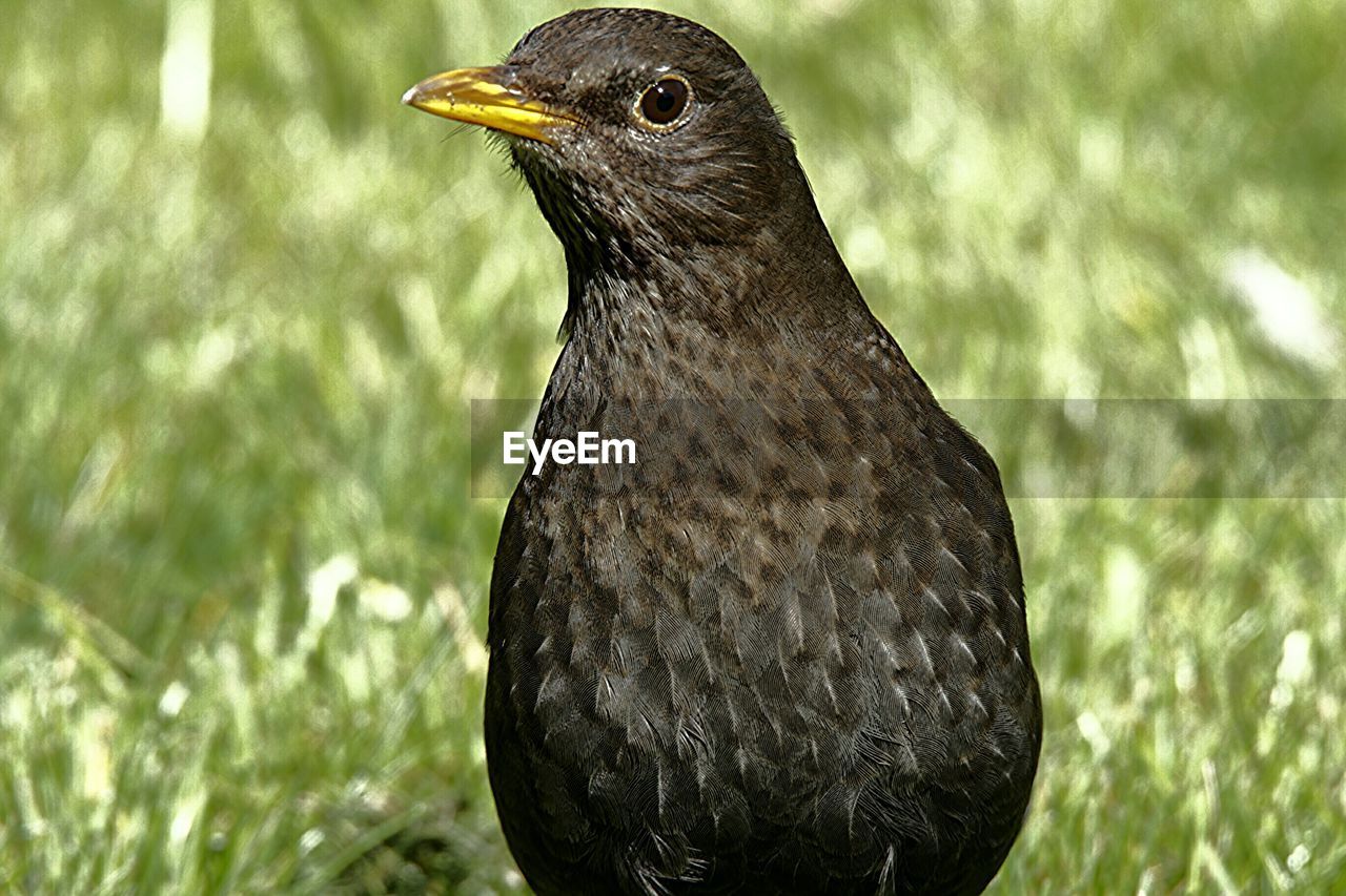 CLOSE-UP OF BIRD ON GROUND