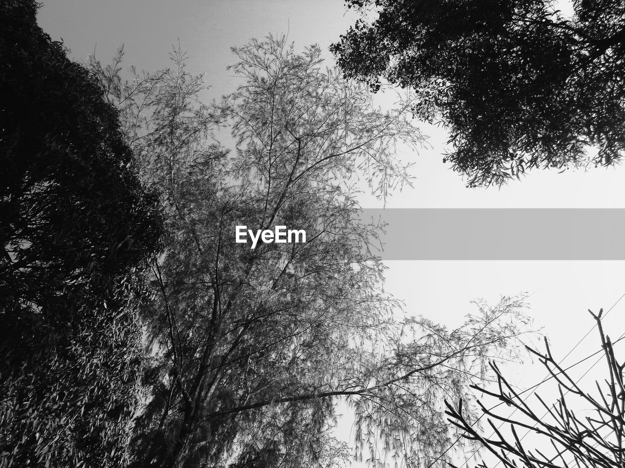 LOW ANGLE VIEW OF TREES AGAINST SKY