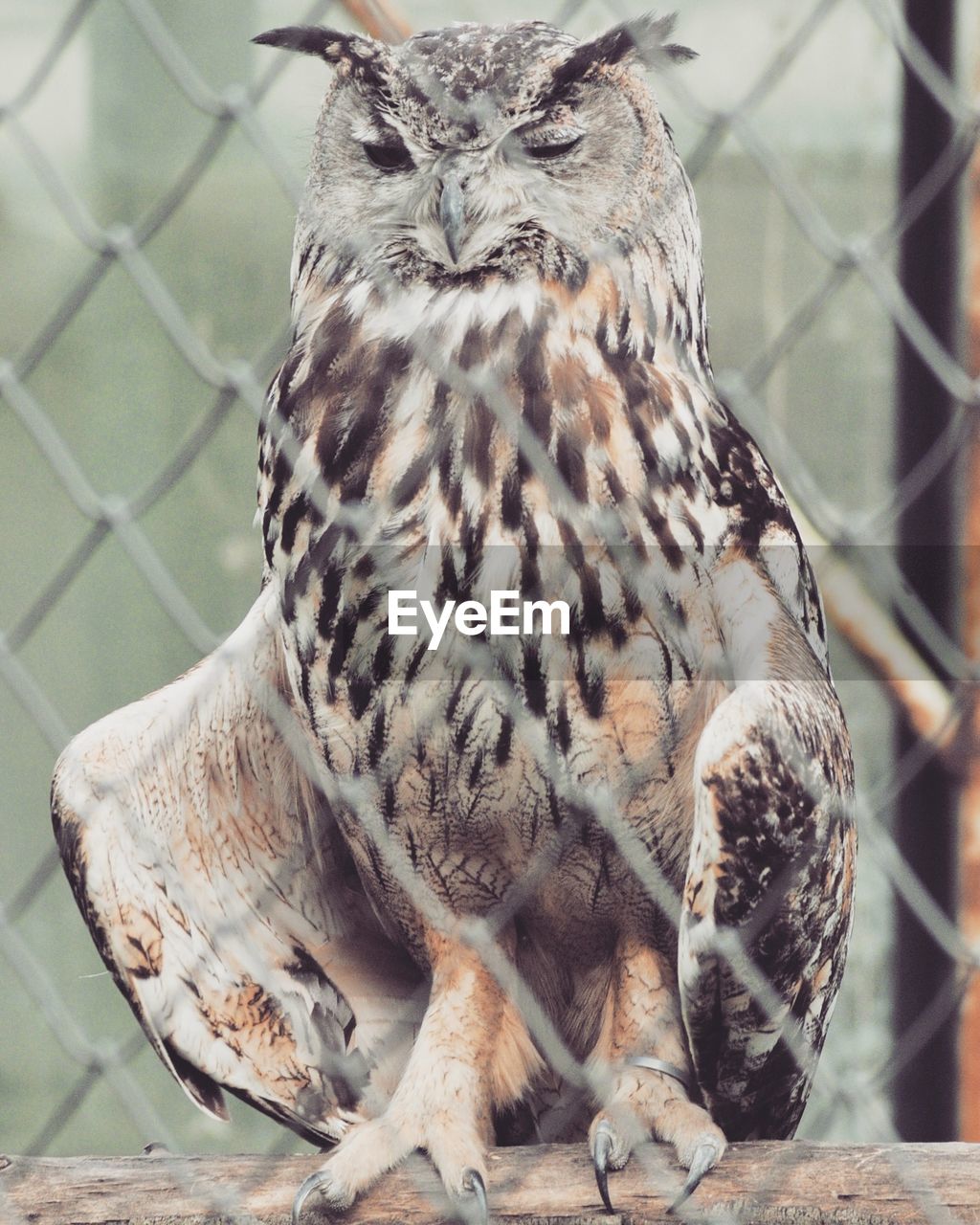 Close-up of owl perching outdoors