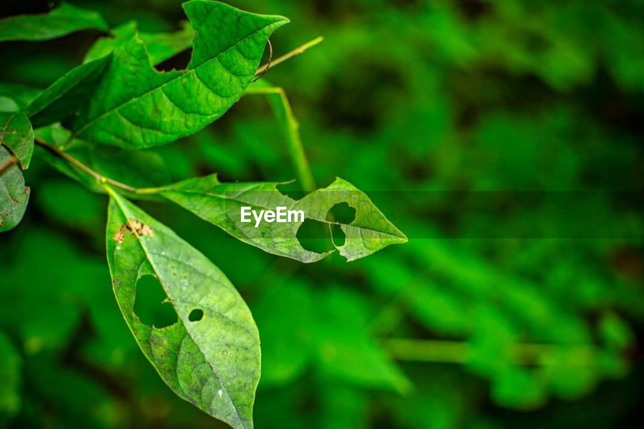 CLOSE-UP OF LEAVES