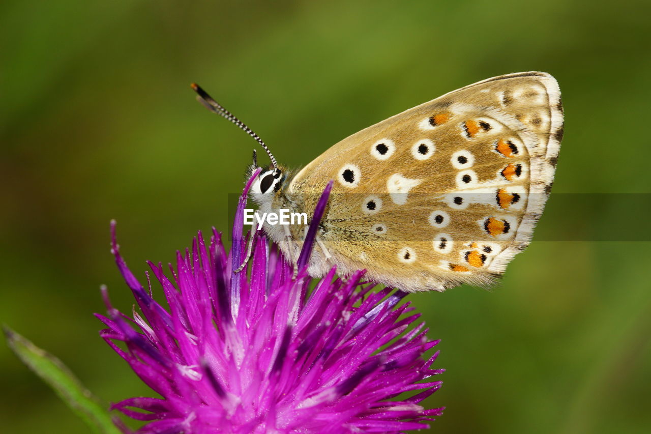 Close-up of butterfly pollinating on flower