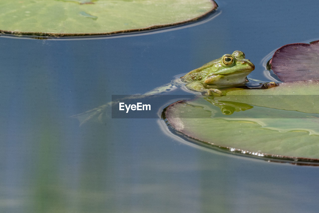 VIEW OF FROG IN LAKE