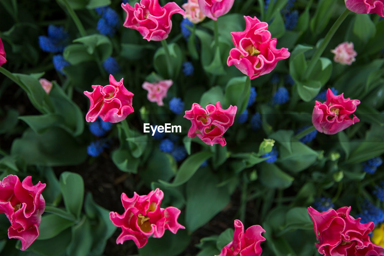 Close-up of pink flowering plants