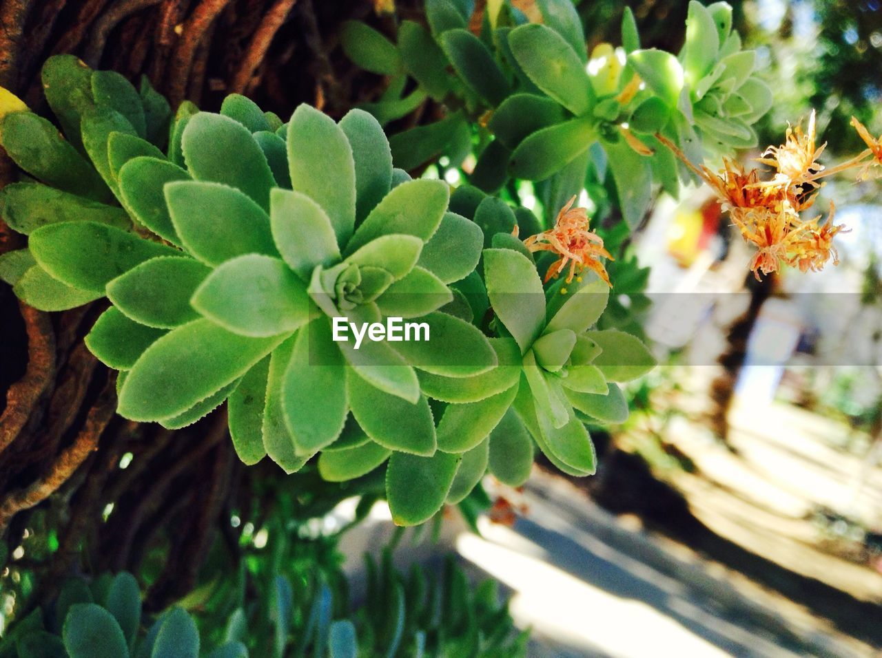 Close-up of succulent plant growing outdoors