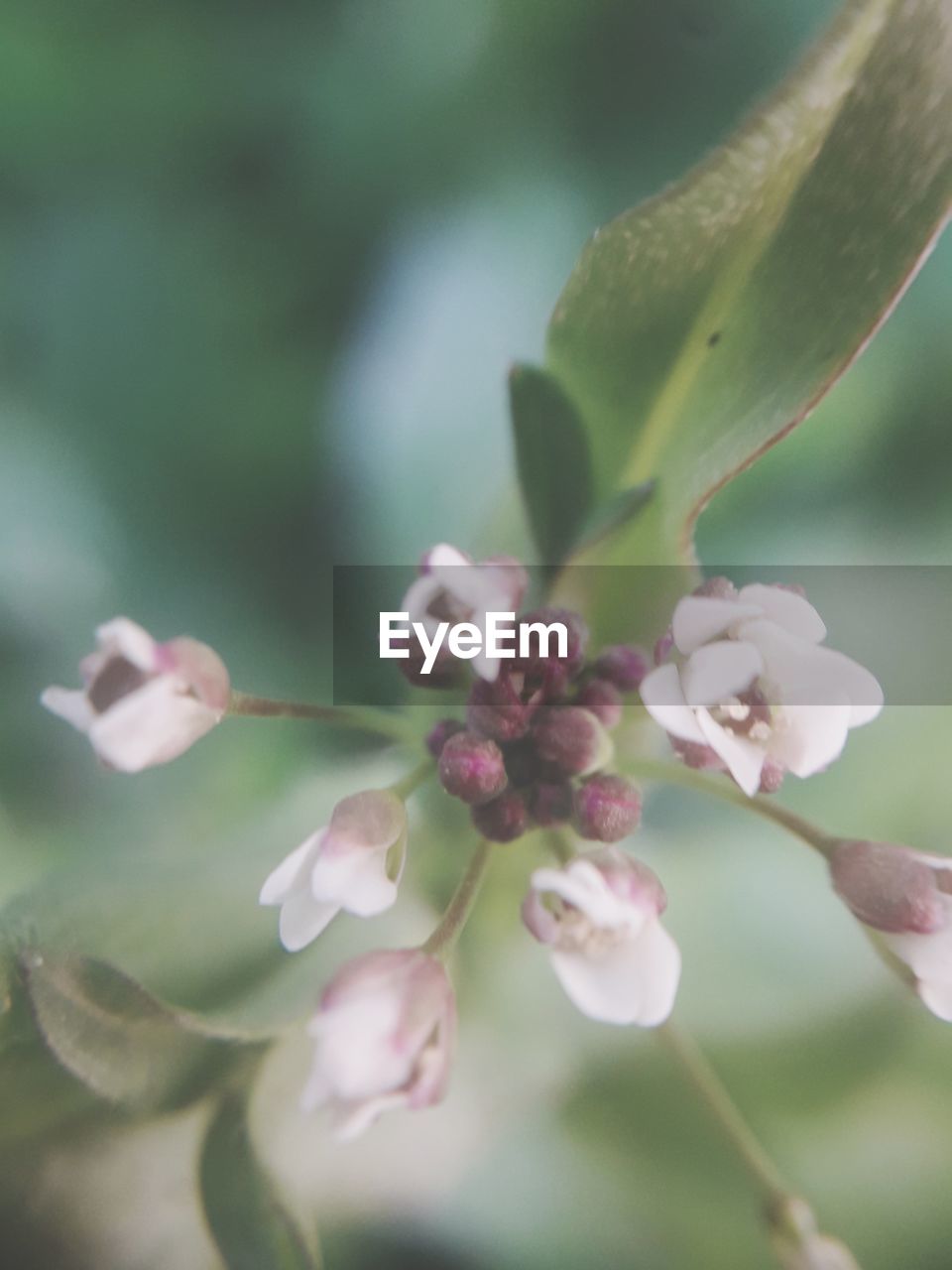 CLOSE-UP OF CHERRY BLOSSOM TREE