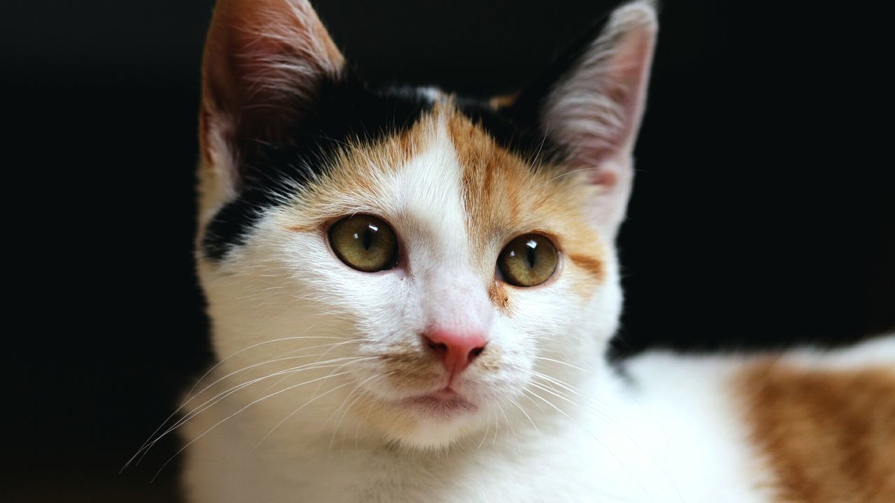 CLOSE-UP PORTRAIT OF CAT IN BLACK BACKGROUND