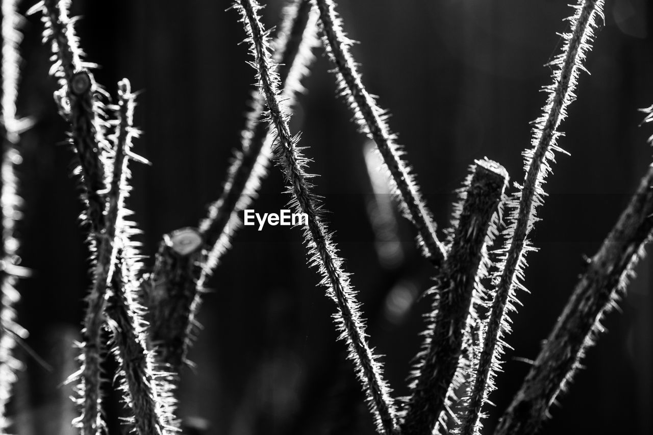 Bramble in backlight