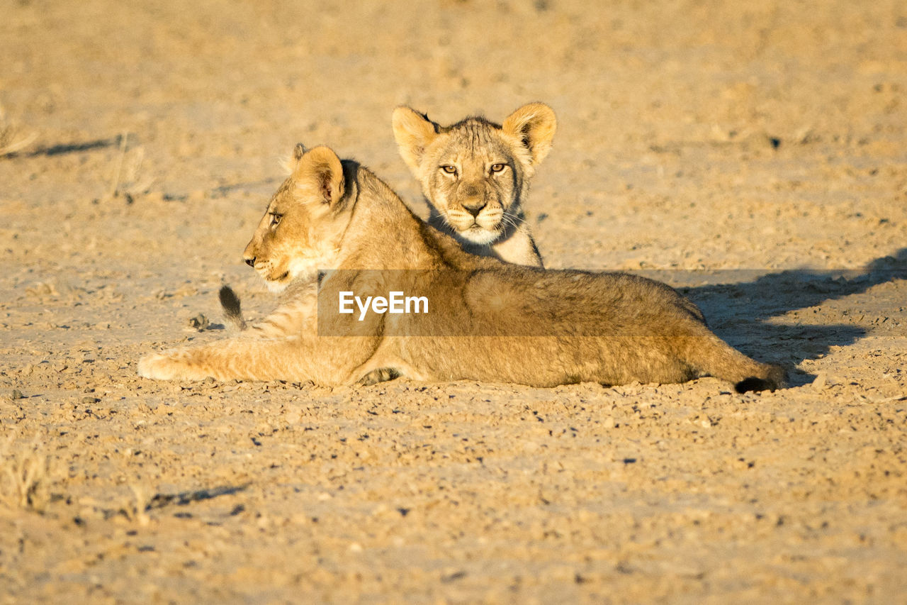 Portrait of lions relaxing on sand