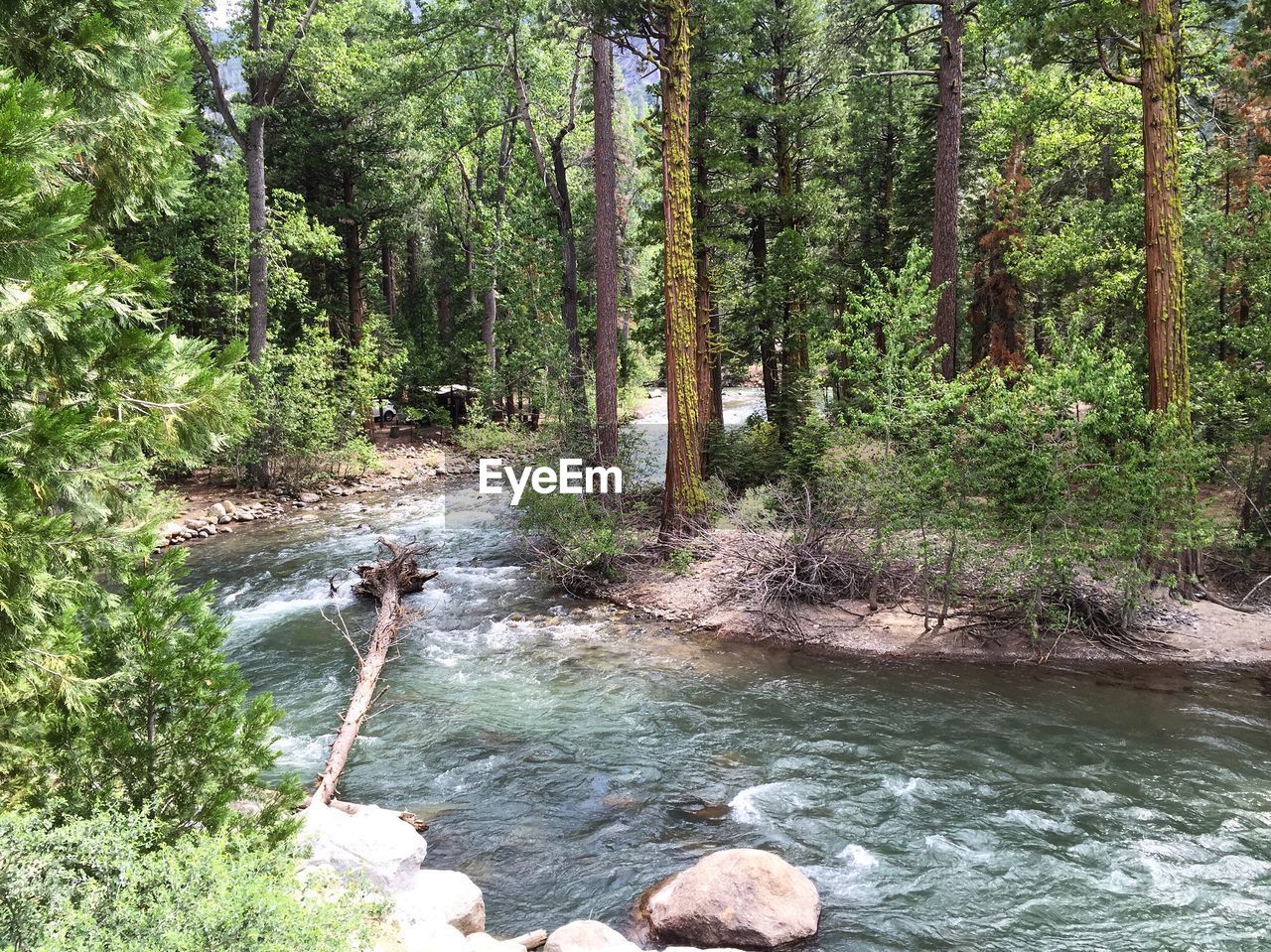 High angle view of river amidst trees in forest