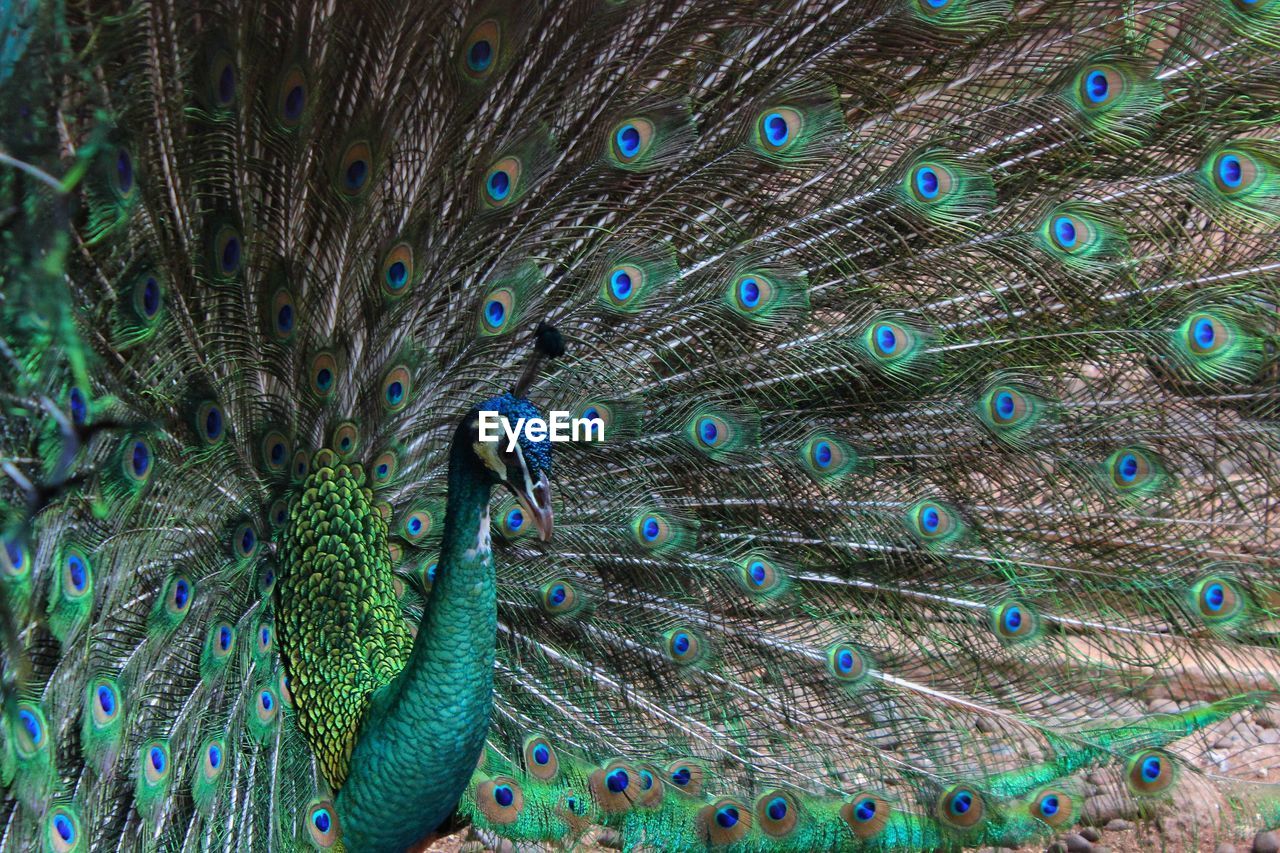 The green peafowl/ indonesian peafowl/ pavo muticus species native to the forests of southeast asia