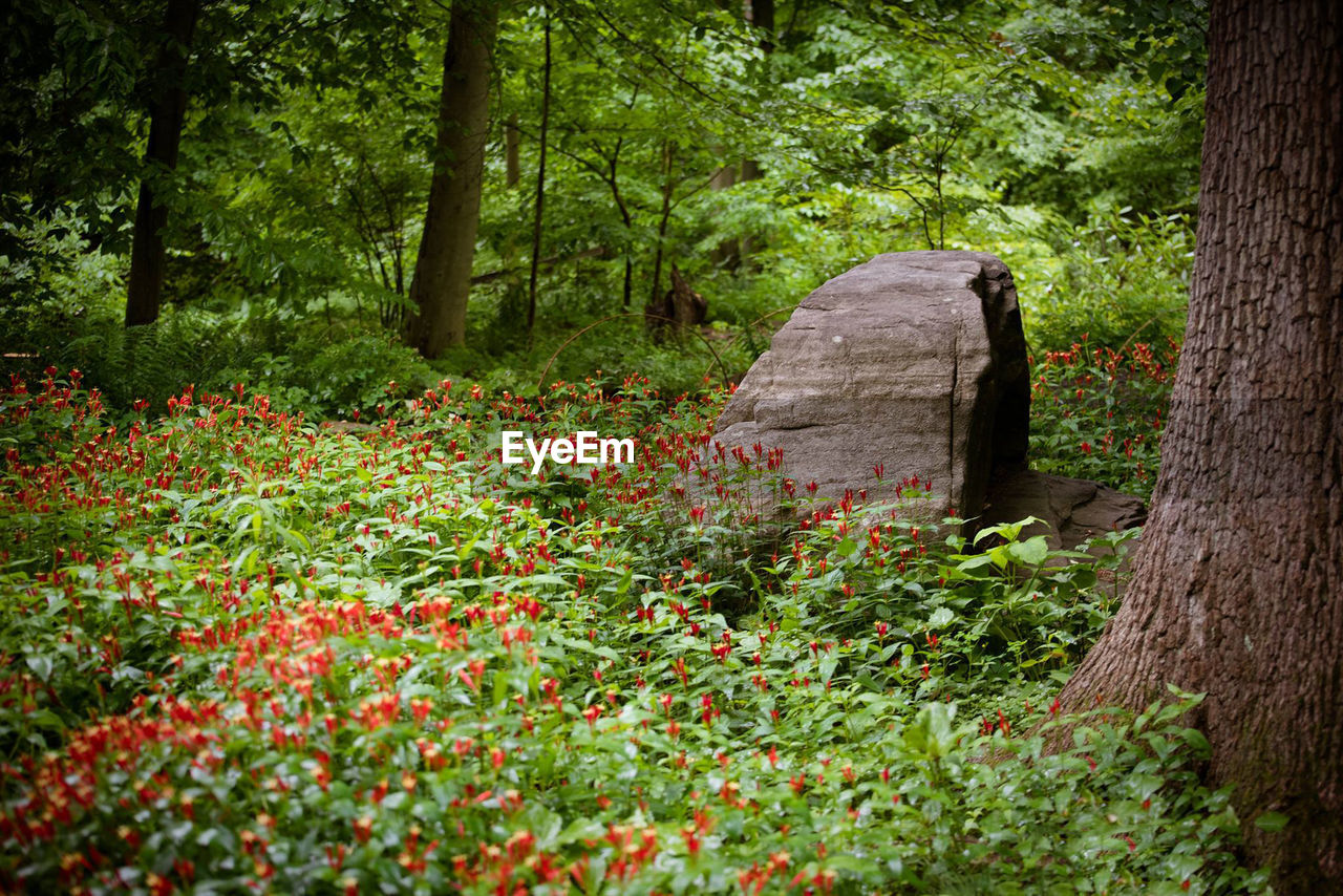 PLANTS GROWING ON LAND