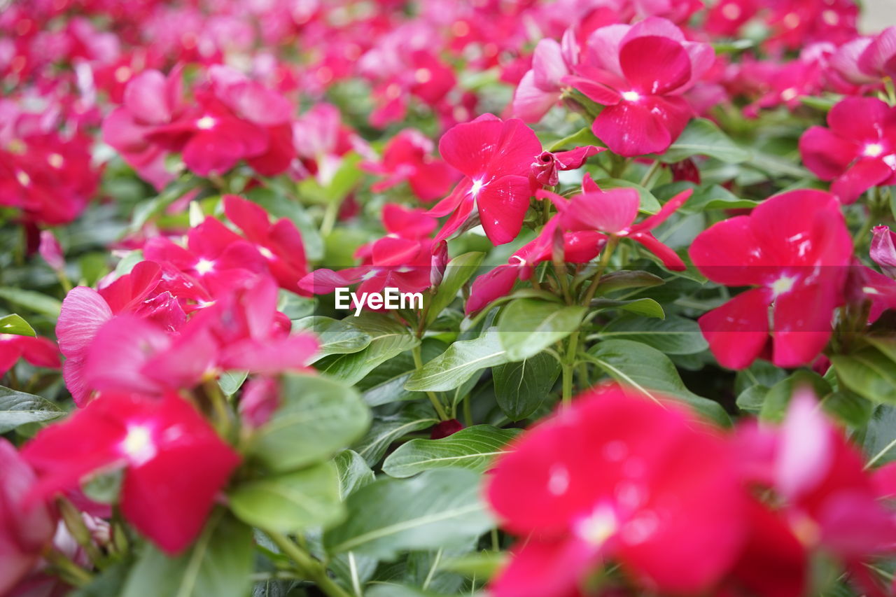 FULL FRAME SHOT OF PINK FLOWERS