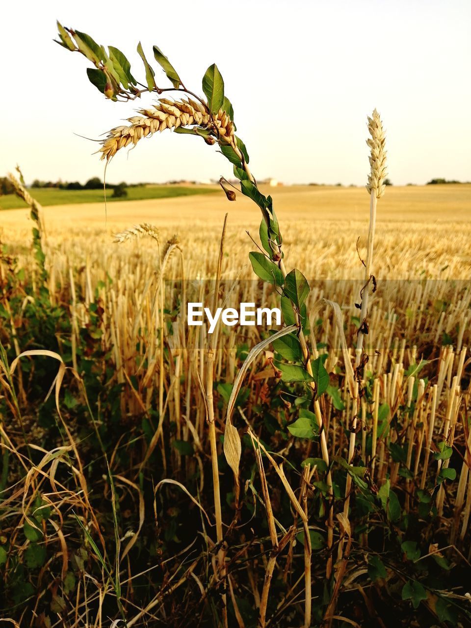 CROPS GROWING ON FARM