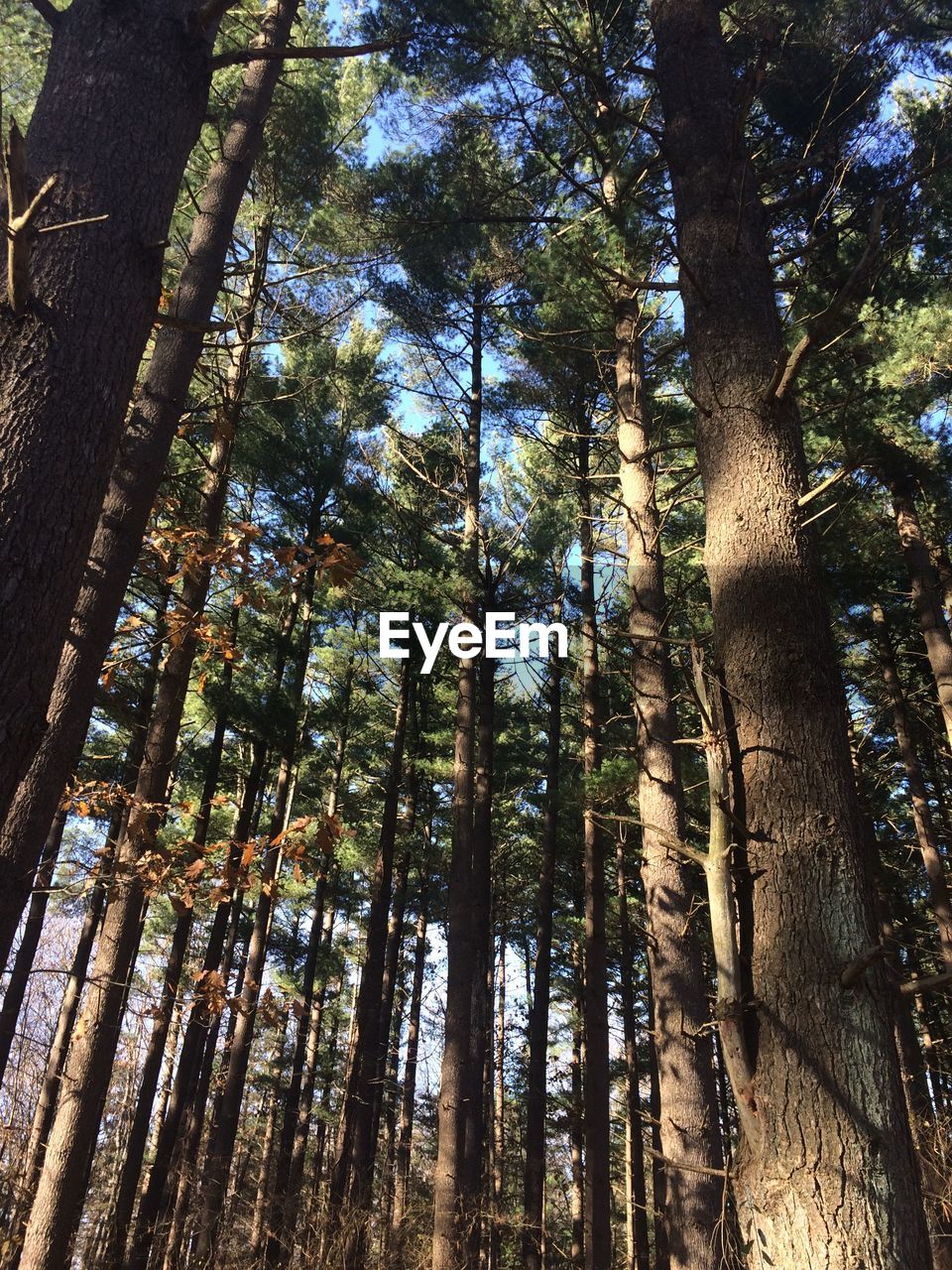 LOW ANGLE VIEW OF TREES IN FOREST AGAINST SKY