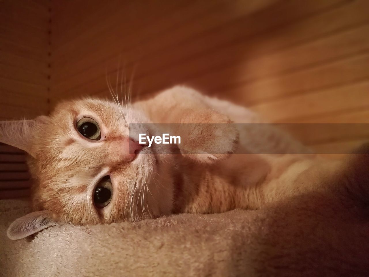 Close-up portrait of kitten at home