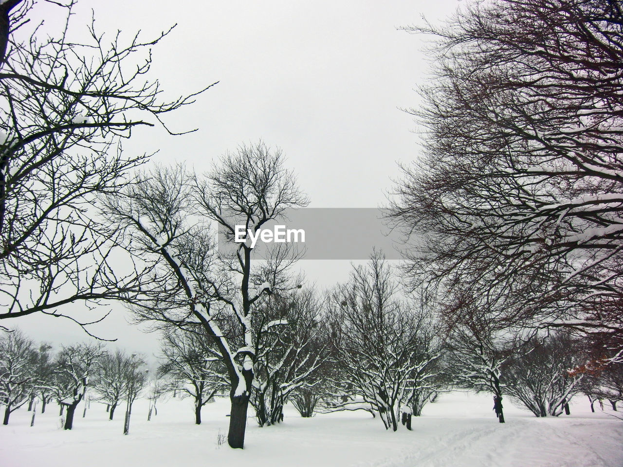 BARE TREES ON SNOW COVERED LANDSCAPE