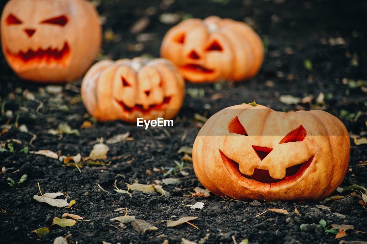 View of pumpkins on stone during autumn