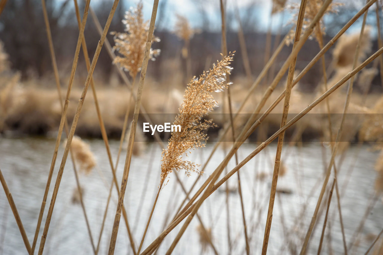 CLOSE-UP OF FROZEN PLANT ON FIELD