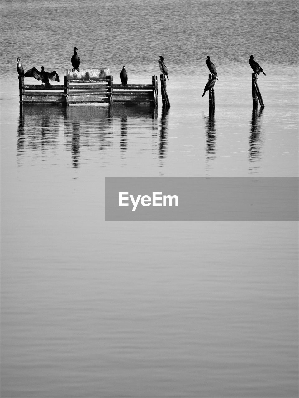 Birds perching on wood in lake