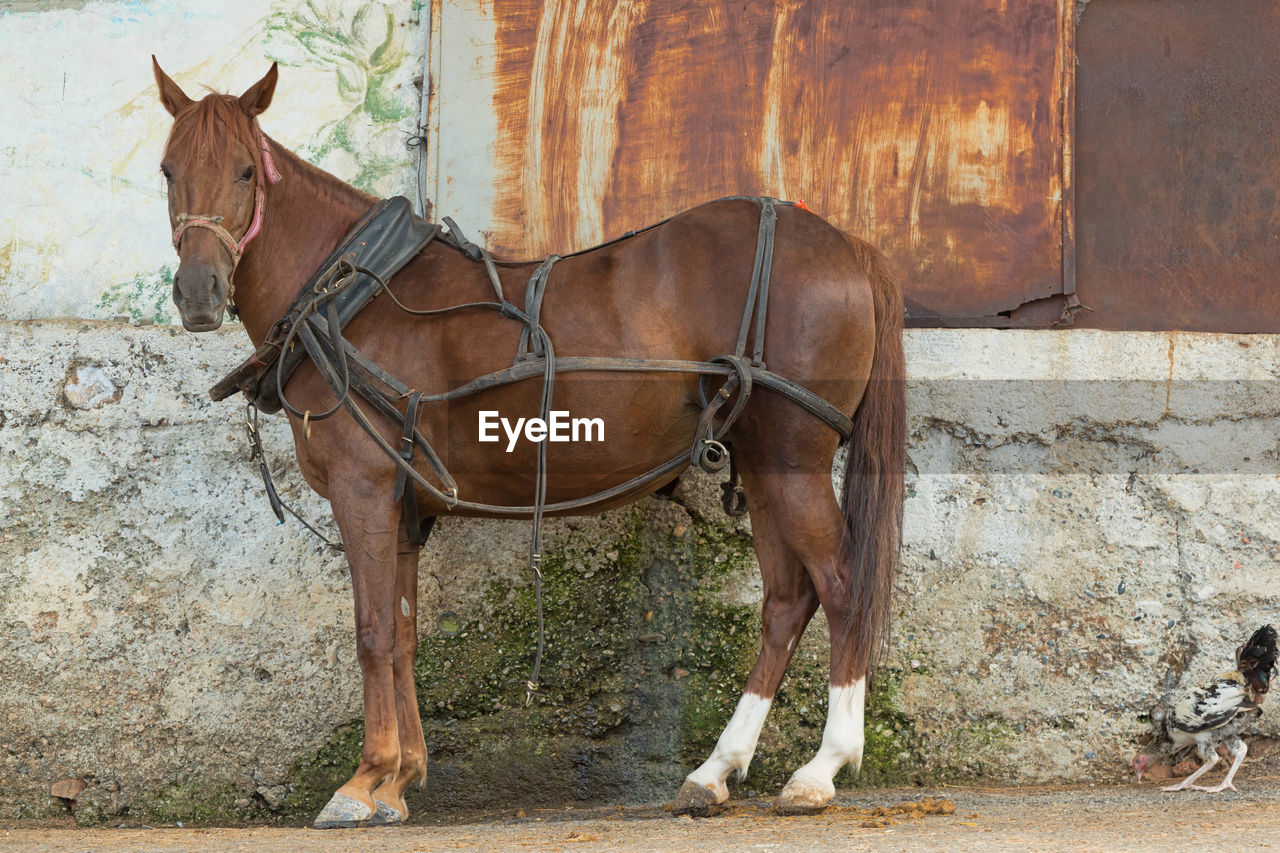 Horse standing in stable