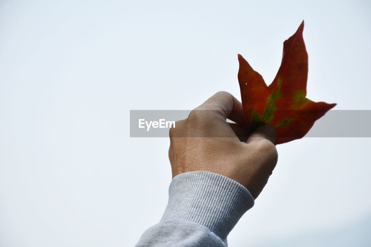 Close-up of hand holding maple leaf during autumn