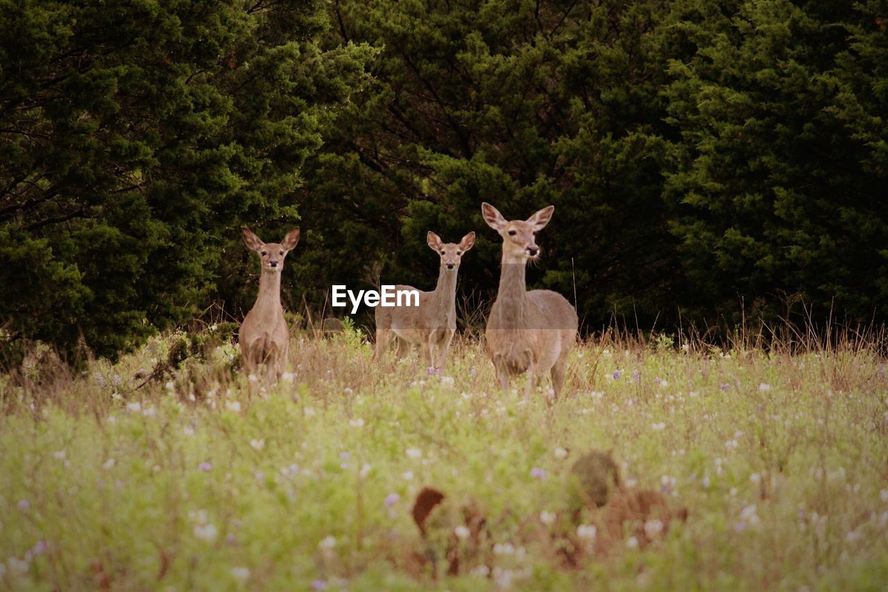 DEER IN A GREEN GRASS